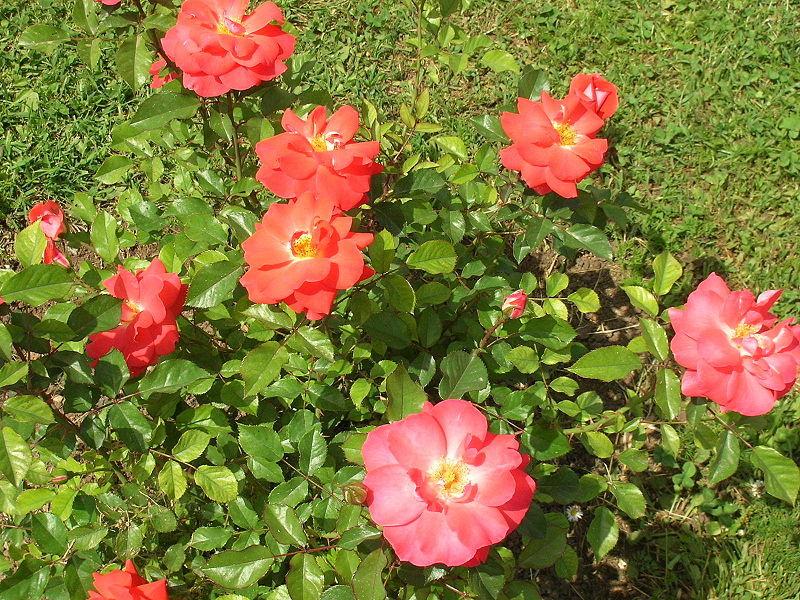Photo of Rose (Rosa 'Matangi') uploaded by robertduval14
