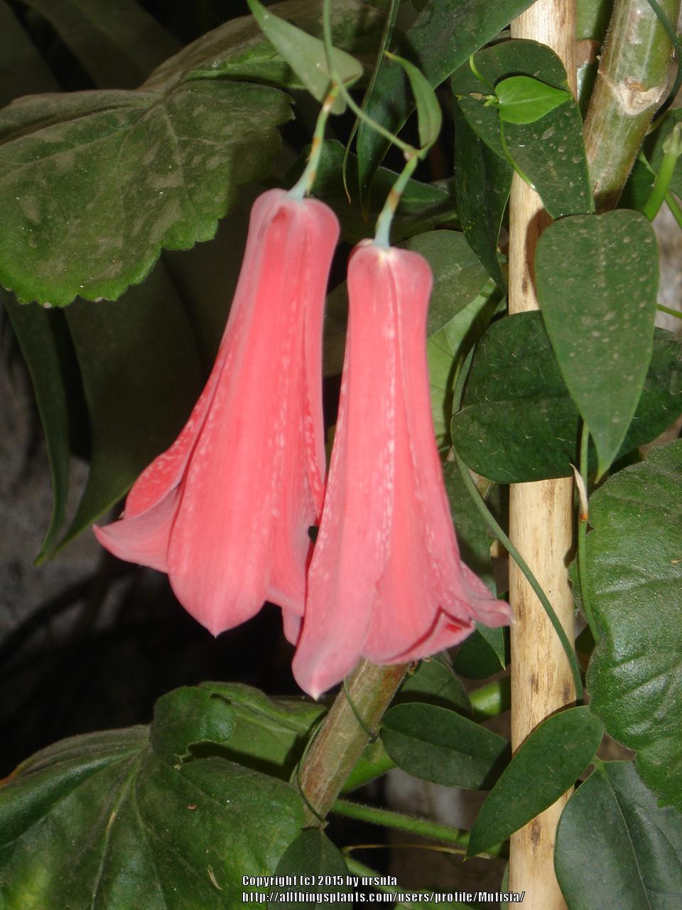 Photo of Chilean Bellflower (Lapageria rosea) uploaded by Mutisia