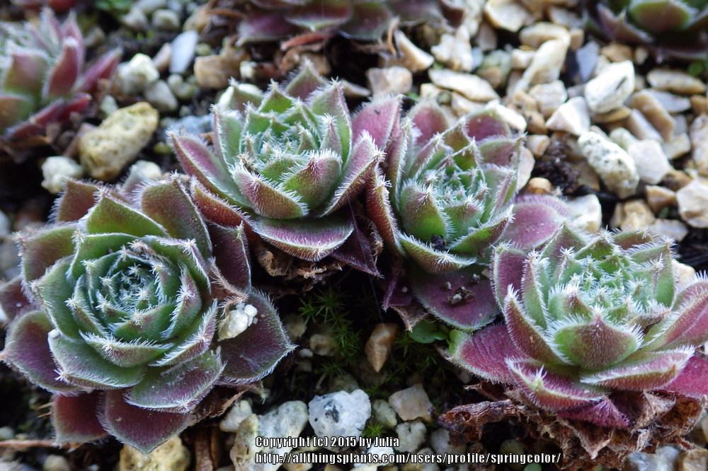Photo of Hen and Chicks (Sempervivum 'Director Jacobs') uploaded by springcolor