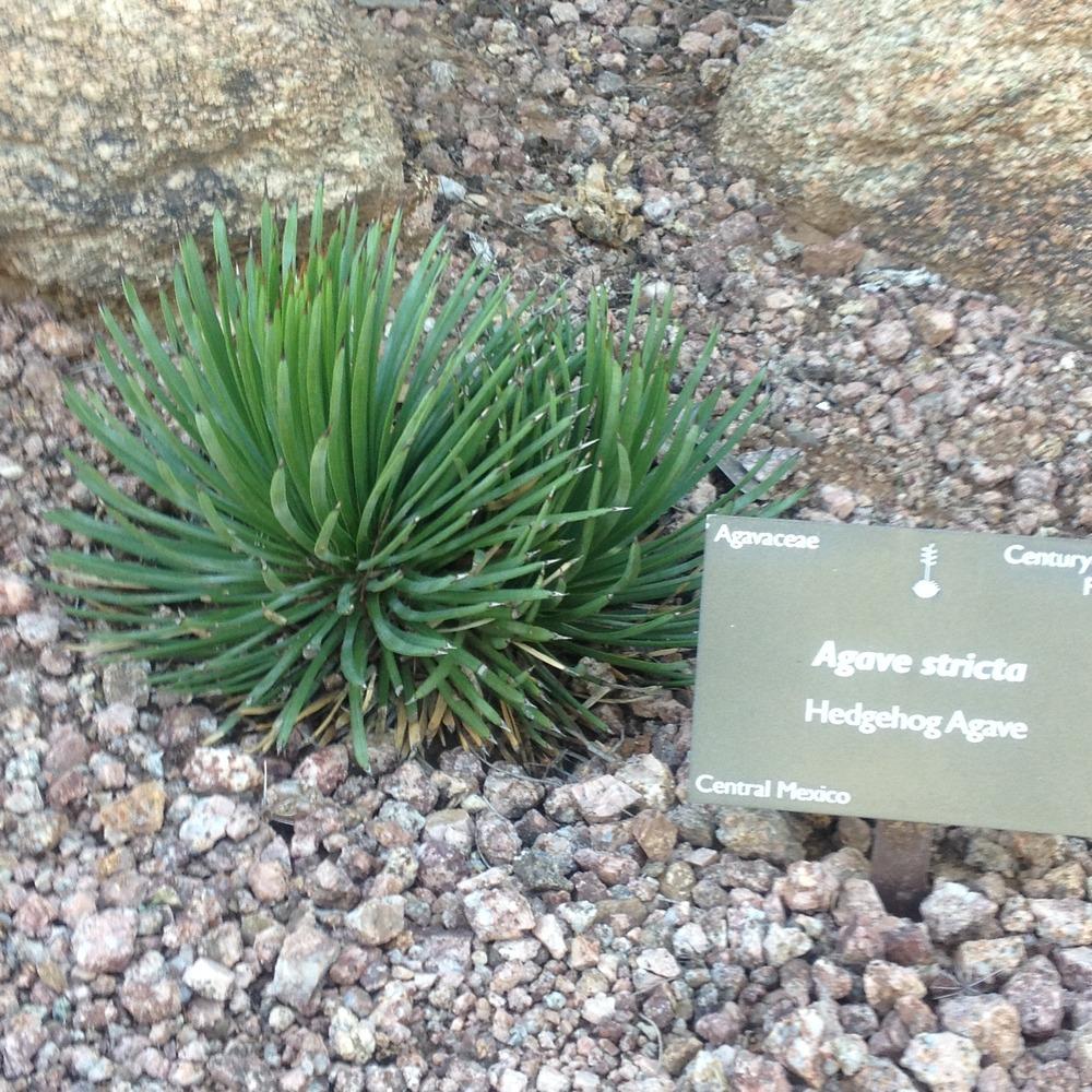 Photo of Hedgehog Agave (Agave stricta) uploaded by csandt