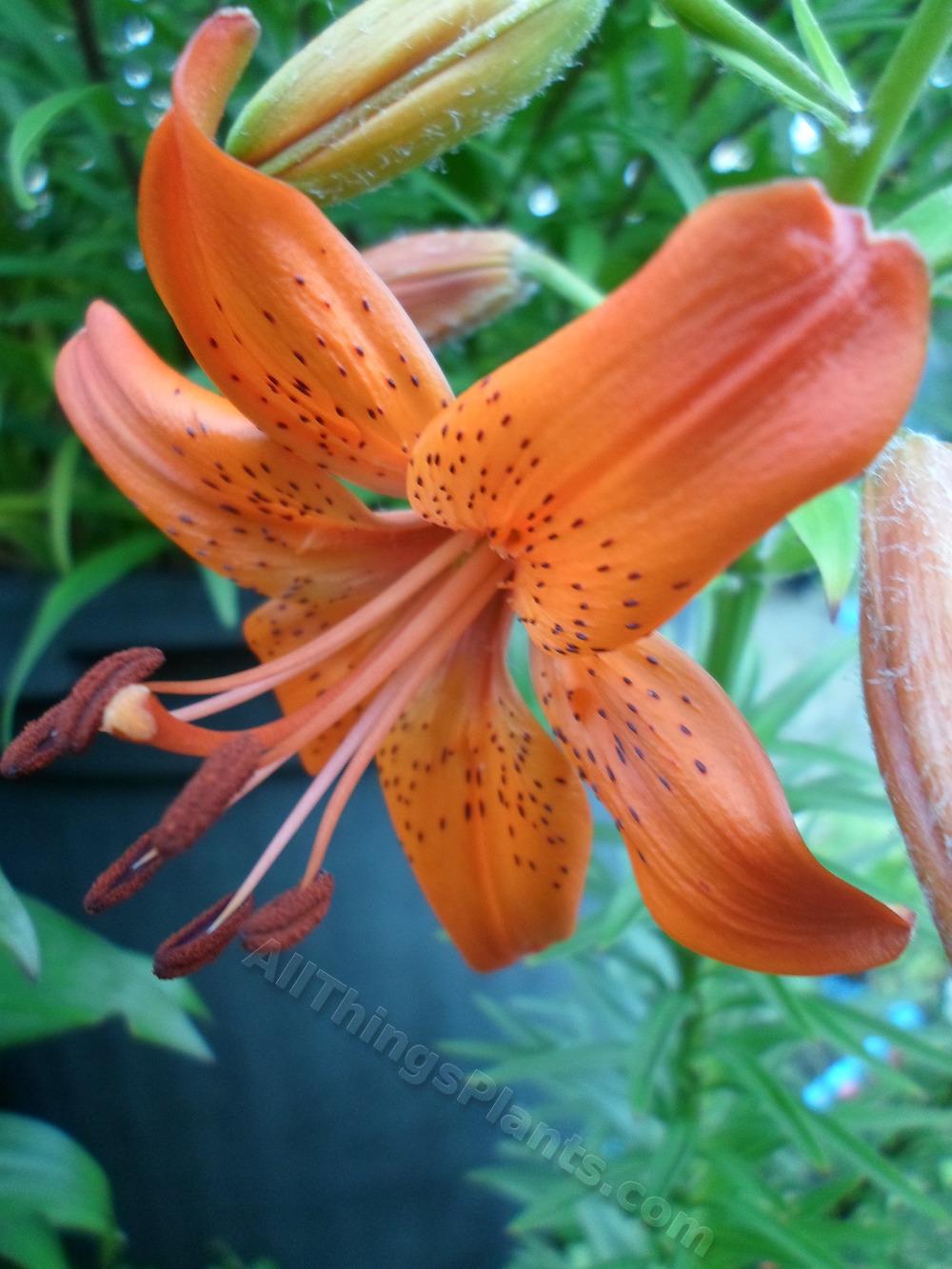 Photo of Lily (Lilium 'Fire King') uploaded by dellac