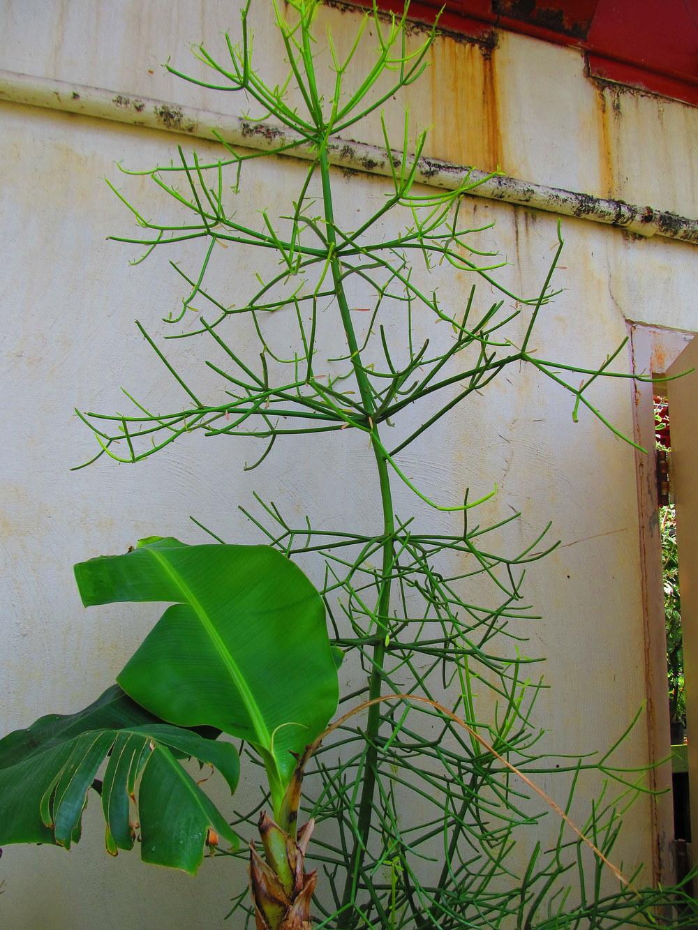 Photo of Pencil Tree (Euphorbia tirucalli) uploaded by jmorth