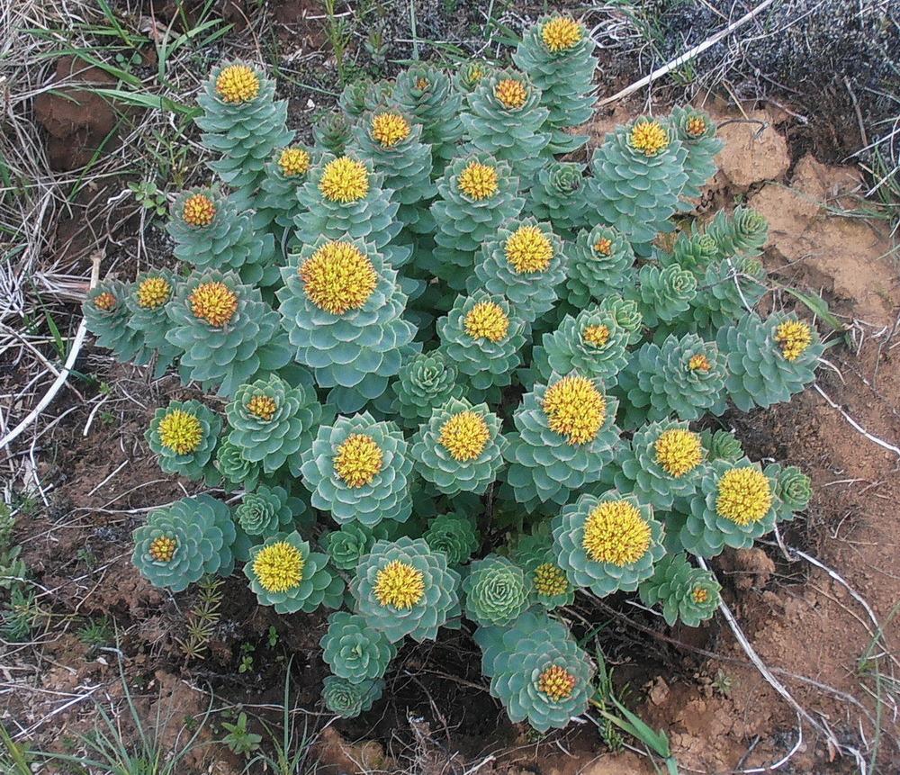 Photo of Rosewort (Rhodiola rosea) uploaded by magga