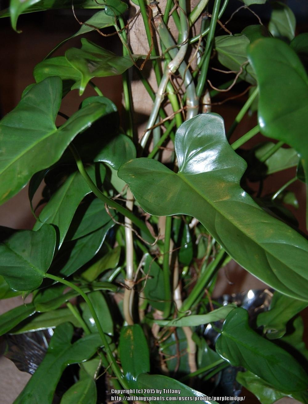 Photo of the leaves of Horsehead Philodendron (Philodendron bipennifolium) posted by purpleinopp