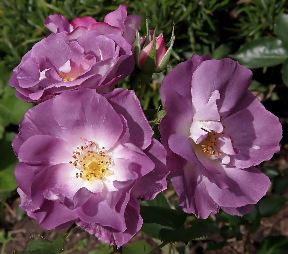 Photo of Floribunda Rose (Rosa 'Blue for You') uploaded by robertduval14