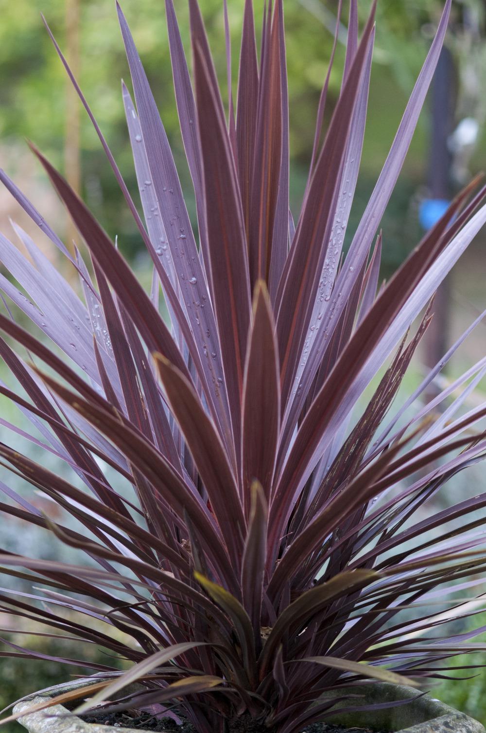 Photo of Cabbage Tree (Cordyline australis 'Red Star') uploaded by cliftoncat