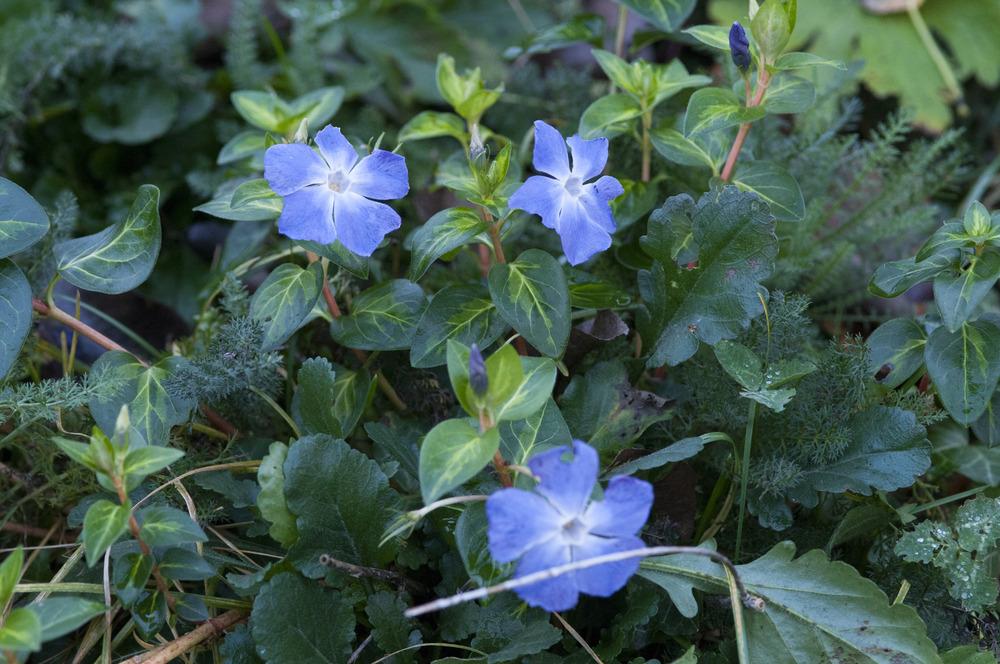 Photo of Greater Perwinkle (Vinca major 'Maculata') uploaded by cliftoncat