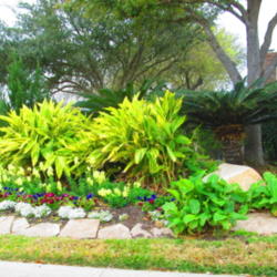 Location: Houston
Date: 2013-03-17
Landscape use