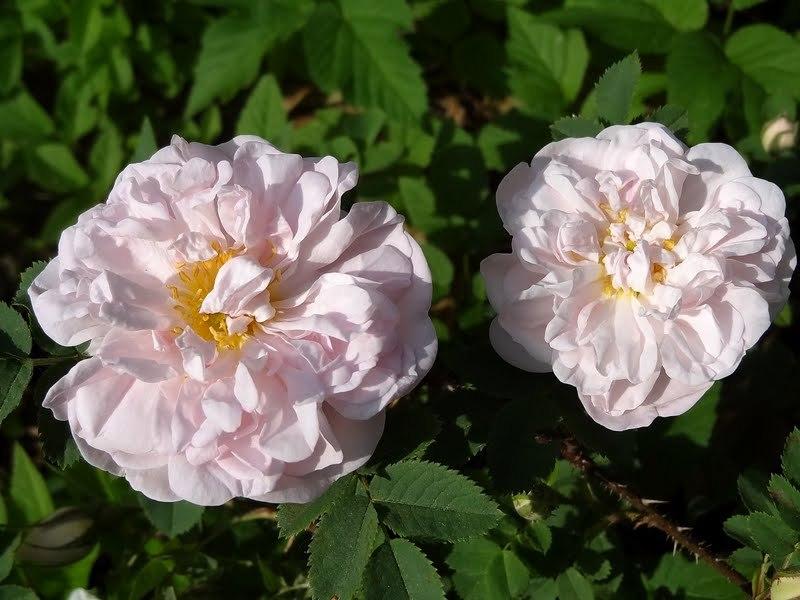 Photo of Rose (Rosa 'Stanwell Perpetual') uploaded by Orsola