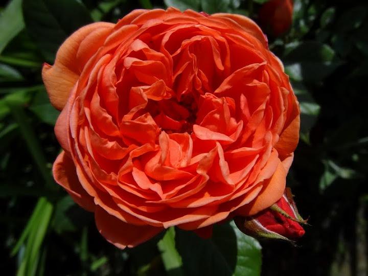 Photo of Rose (Rosa 'Summer Song') uploaded by Orsola