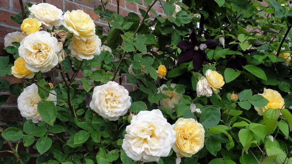 Photo of Rose (Rosa 'Yellow Charles Austin') uploaded by Orsola