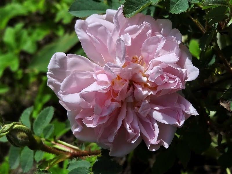 Photo of Rose (Rosa 'Stanwell Perpetual') uploaded by Orsola