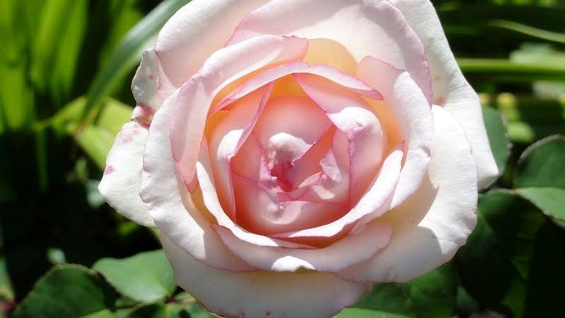 Photo of Rose (Rosa 'Souvenir de Baden-Baden') uploaded by Orsola