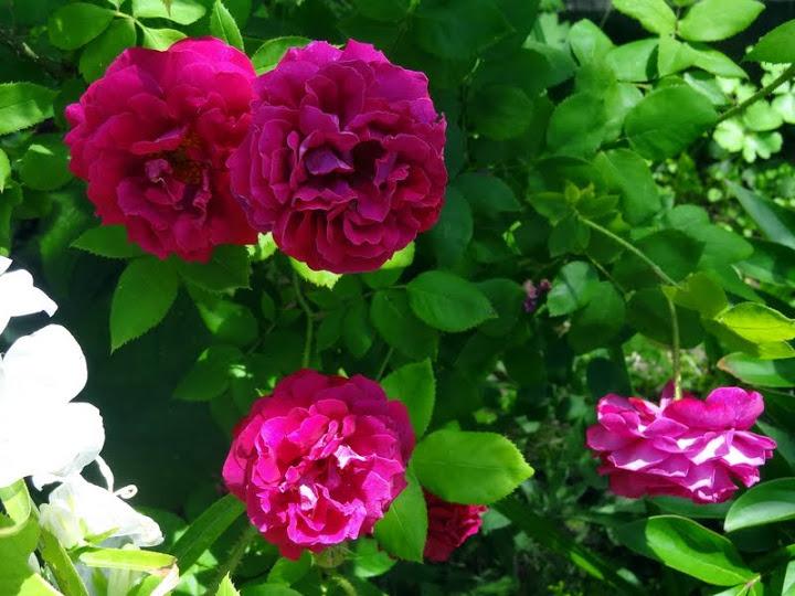 Photo of Rose (Rosa 'Souvenir de Pierre Vibert') uploaded by Orsola
