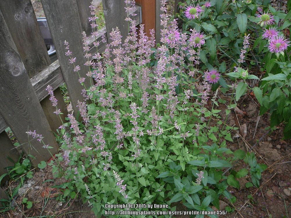 Photo of Anise Hyssop (Agastache pallidiflora subsp. neomexicana) uploaded by duane456