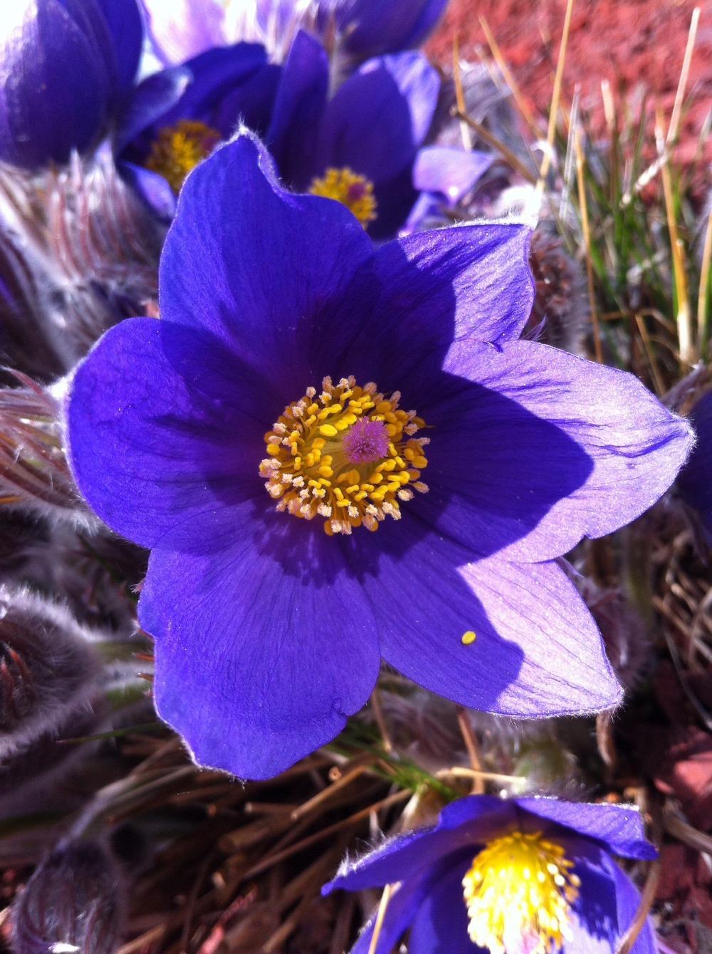 Photo of Pasque Flower (Pulsatilla grandis subsp. grandis) uploaded by lbradbury