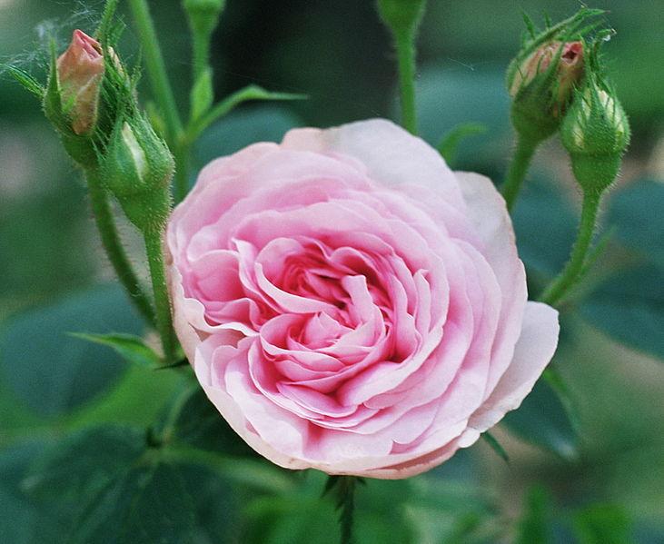 Photo of Rose (Rosa 'Queen of Denmark') uploaded by robertduval14