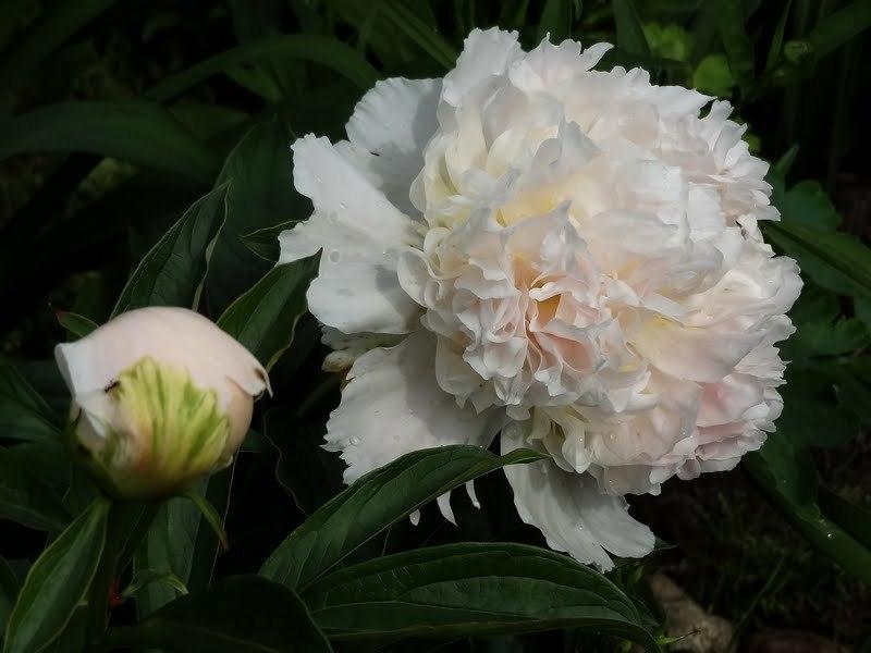 Photo of Peony (Paeonia lactiflora 'Top Brass') uploaded by Orsola