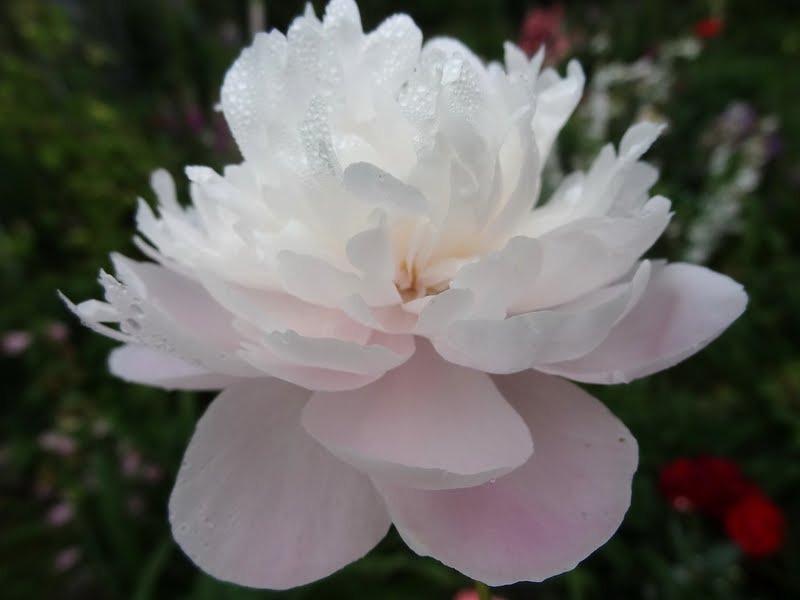 Photo of Chinese Peony (Paeonia lactifora 'Mrs. Franklin D. Roosevelt') uploaded by Orsola