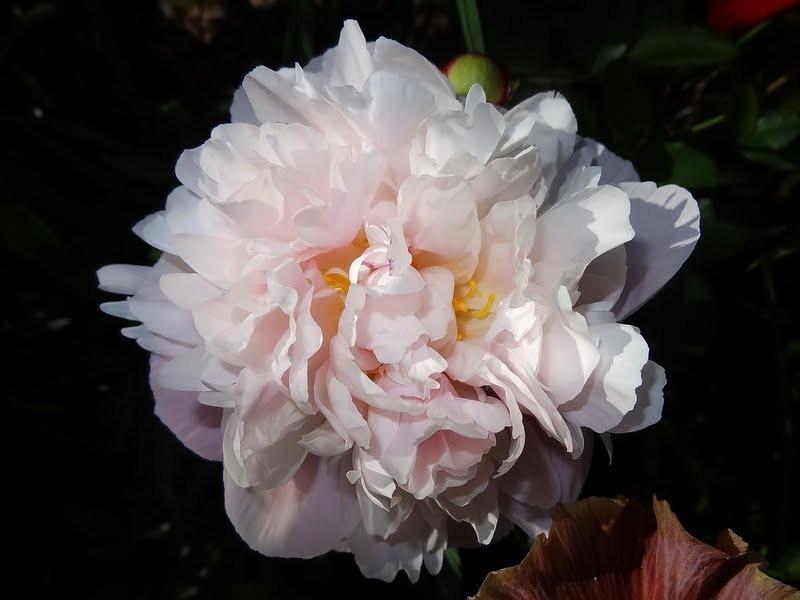 Photo of Chinese Peony (Paeonia lactifora 'Mrs. Franklin D. Roosevelt') uploaded by Orsola
