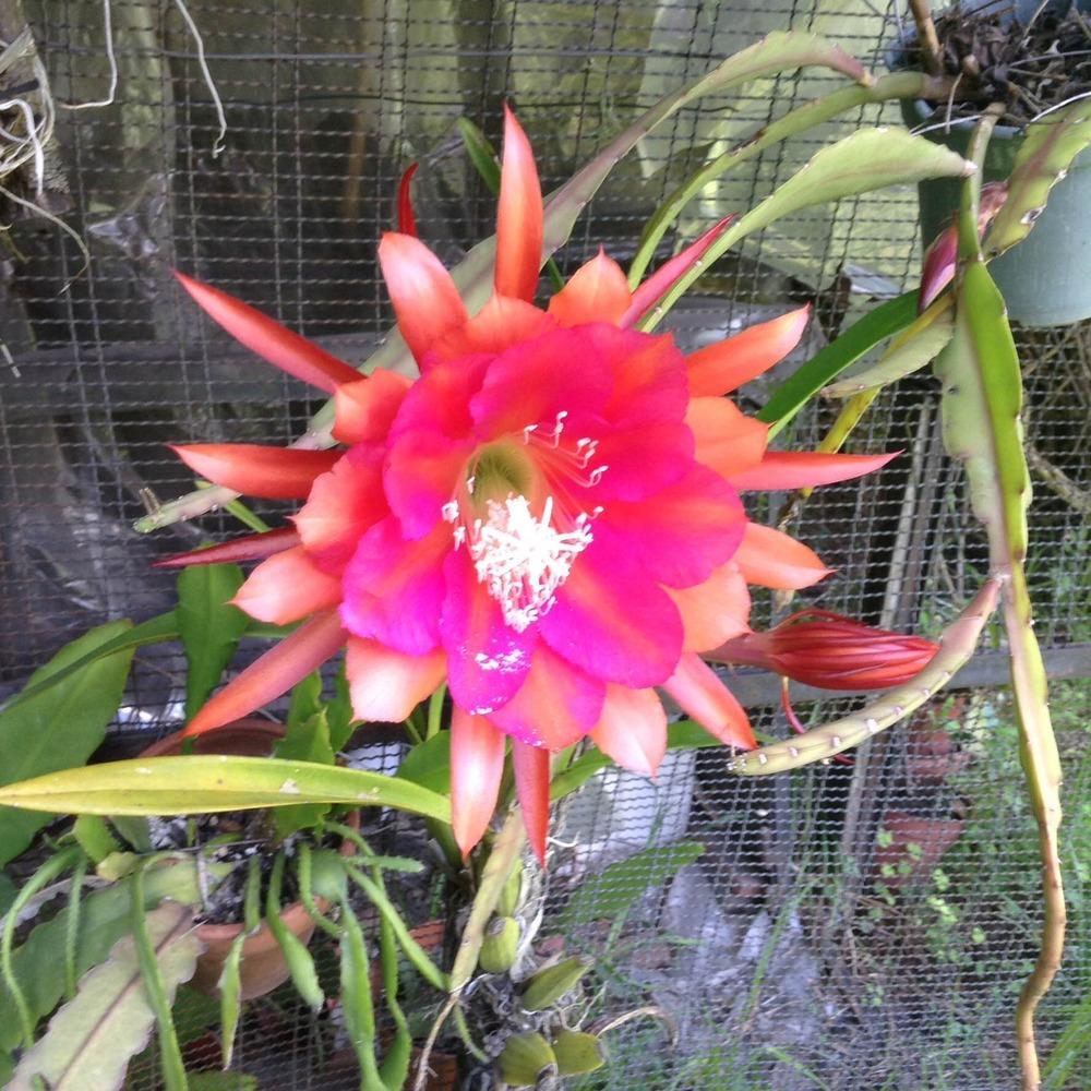 Photo of Hybrid Epiphyllum (Epiphyllum 'Letty May') uploaded by ceci