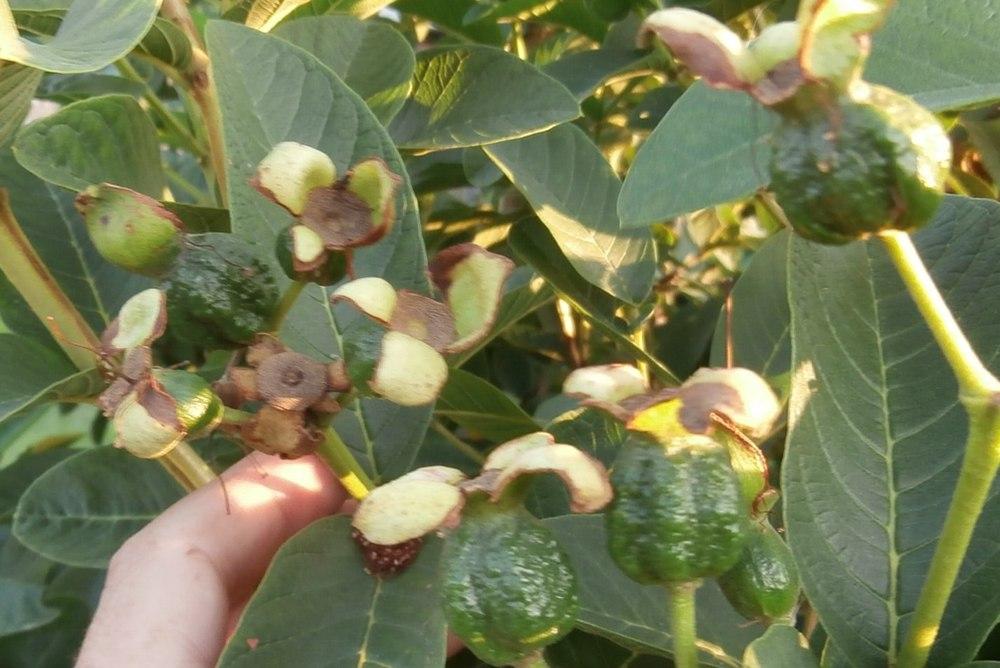 Photo of Guava (Psidium guajava) uploaded by greenman