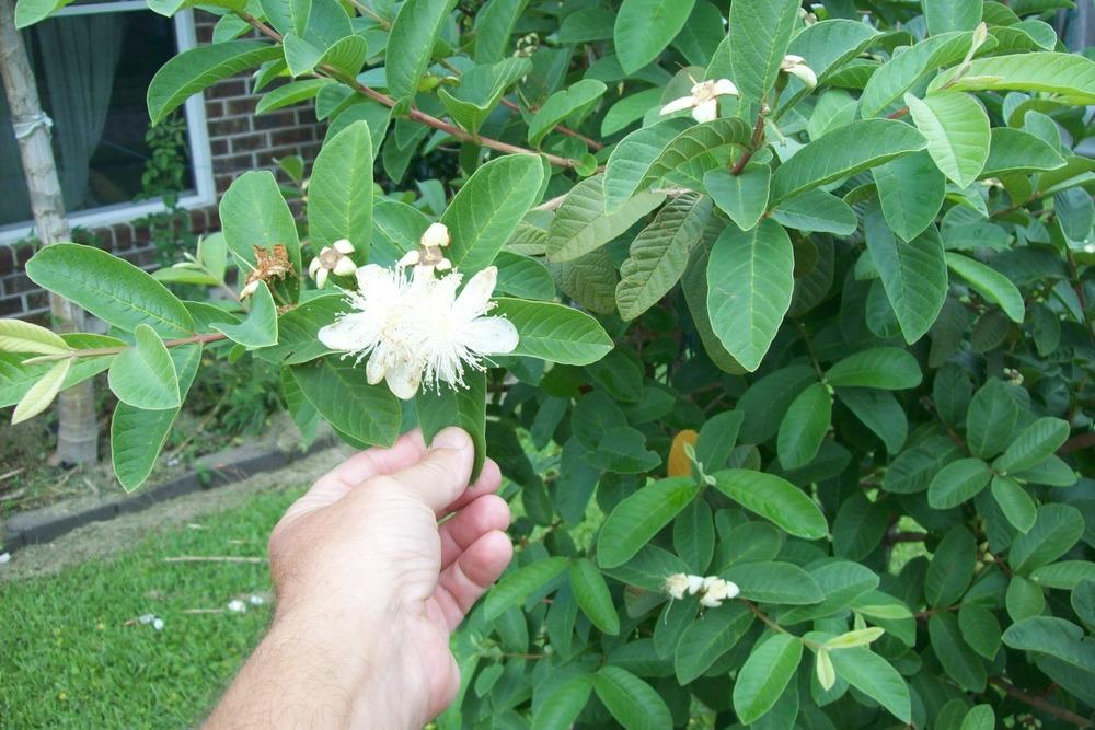 Photo of Guava (Psidium guajava) uploaded by greenman