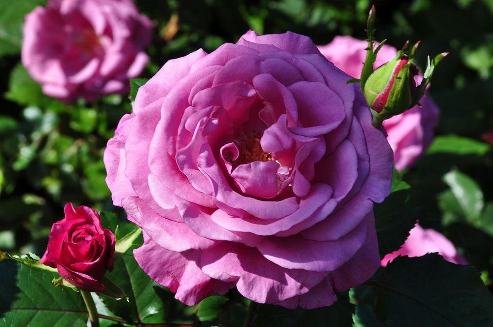 Photo of Floribunda Rose (Rosa 'Shocking Blue') uploaded by robertduval14
