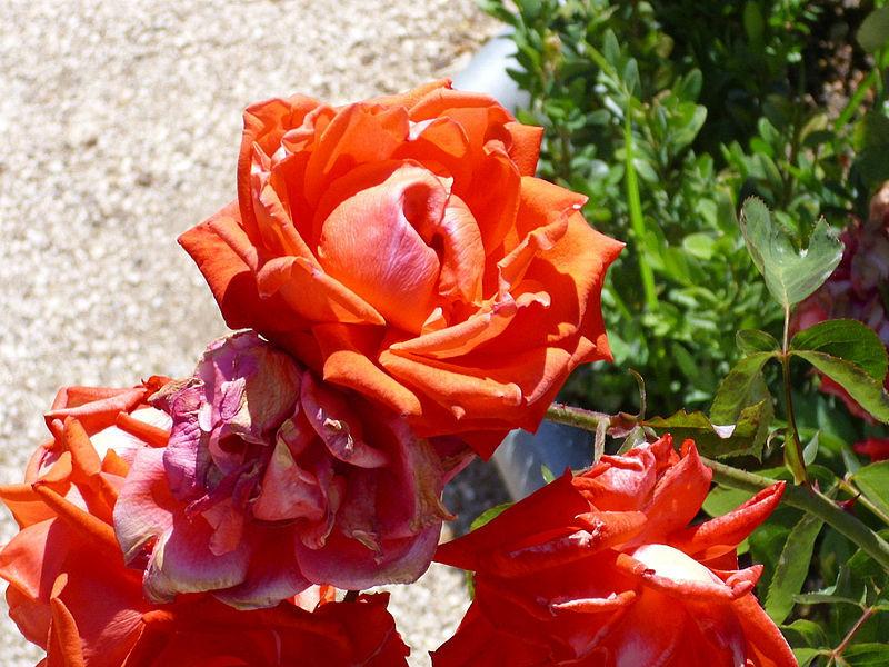 Photo of Rose (Rosa 'Sra de Franco') uploaded by robertduval14