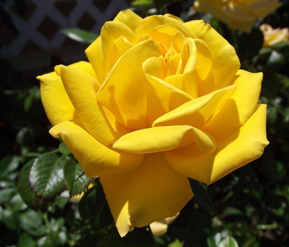 Photo of Rose (Rosa 'Shockwave') uploaded by robertduval14