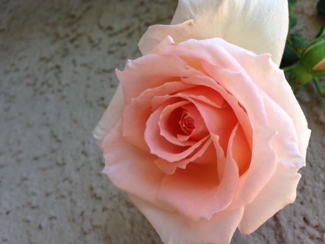 Photo of Rose (Rosa 'Pearly Gates') uploaded by Azgarden