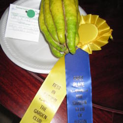 Location: Austin ,TX
Date: March
1st Place, Best in Section, GreenThumb (95 % or more perfect scor