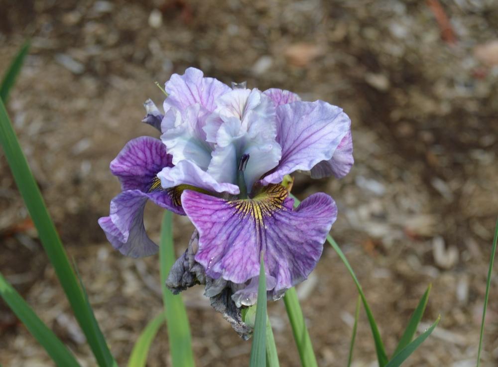 Photo of Siberian Iris (Iris 'Mad Hat') uploaded by KentPfeiffer
