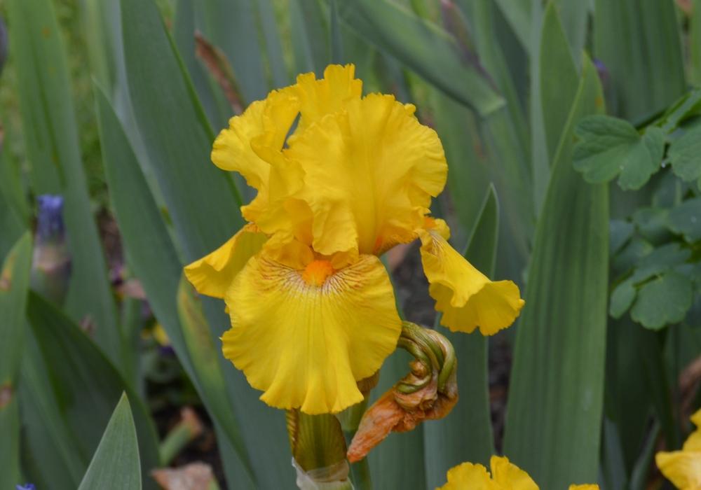 Photo of Tall Bearded Iris (Iris 'Louis d'Or') uploaded by KentPfeiffer