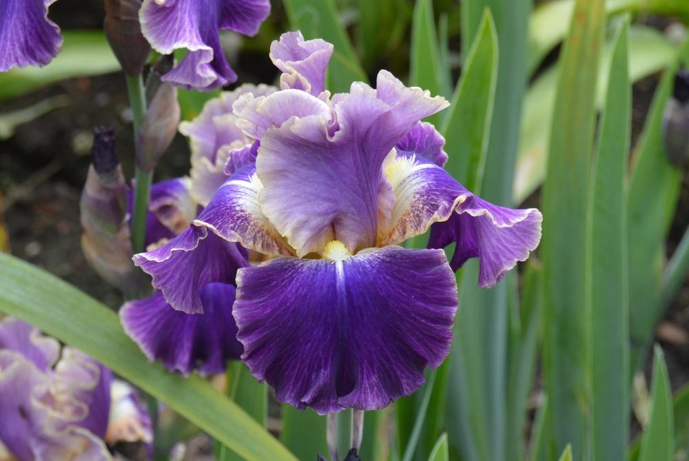 Photo of Tall Bearded Iris (Iris 'Lip Service') uploaded by KentPfeiffer