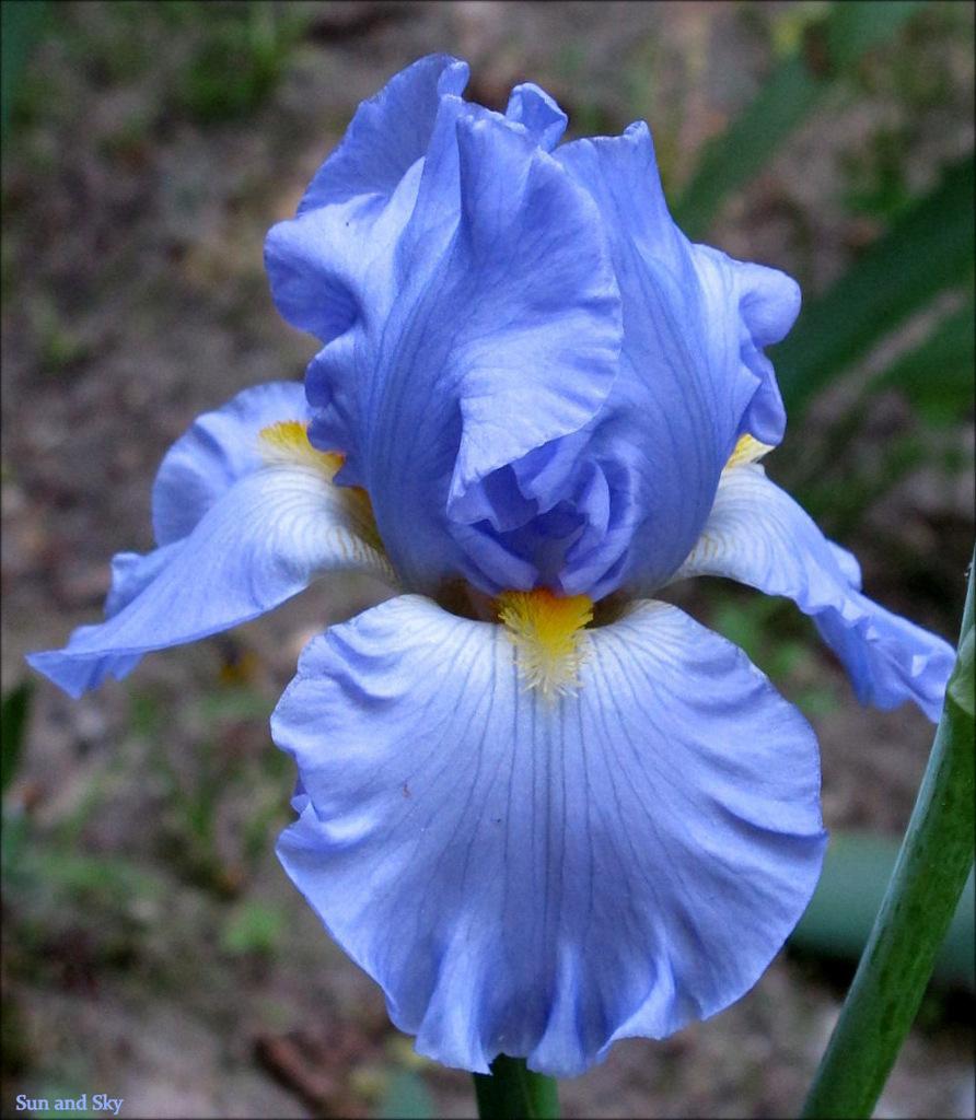 Photo of Tall Bearded Iris (Iris 'Sky and Sun') uploaded by MargieNY