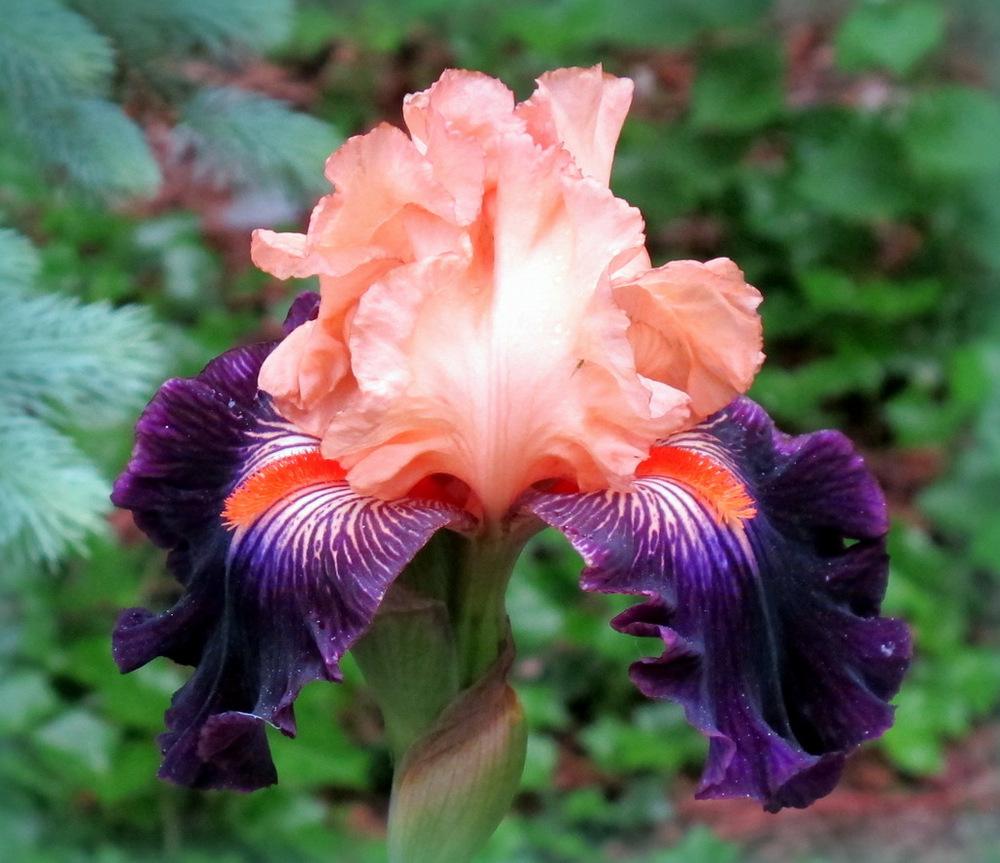 Photo of Tall Bearded Iris (Iris 'Greatest Show on Earth') uploaded by MargieNY