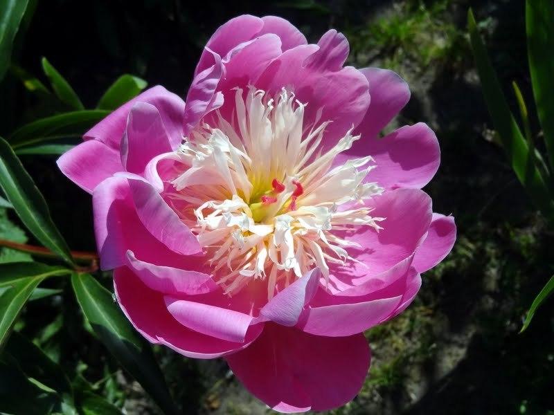 Photo of Peony (Paeonia lactiflora 'Bowl of Beauty') uploaded by Orsola
