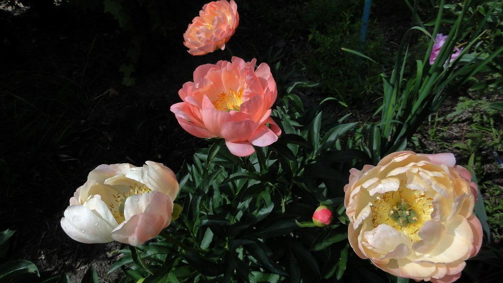 Photo of Peony (Paeonia 'Coral Sunset') uploaded by Orsola