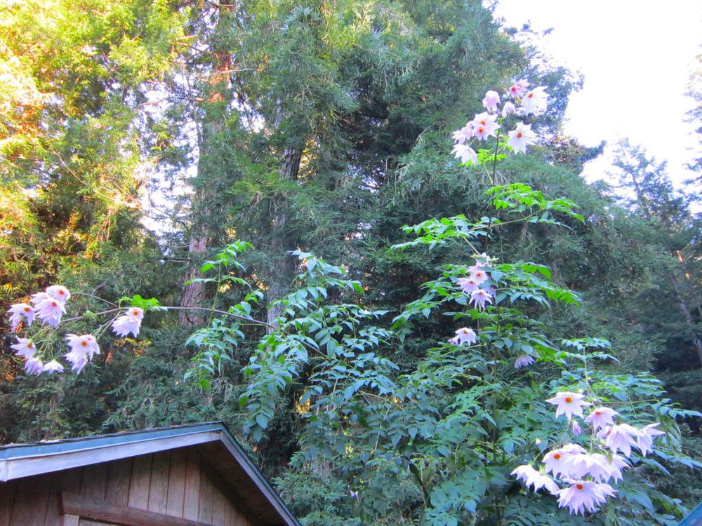 Photo of Tree Dahlia (Dahlia imperialis) uploaded by Strever