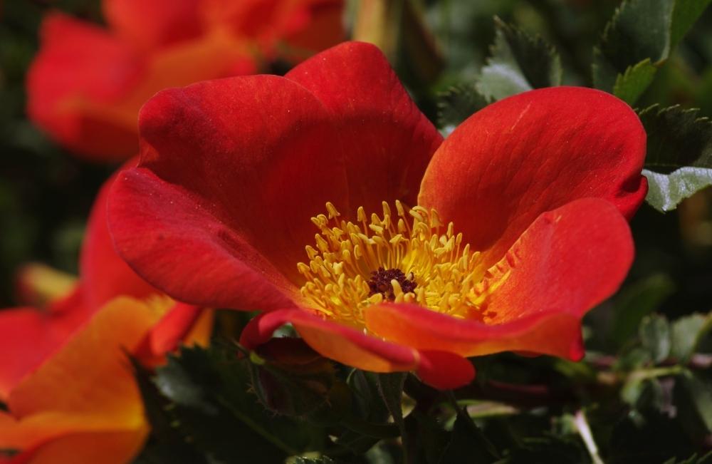 Photo of Rose (Rosa foetida 'Austrian Copper') uploaded by evermorelawnless