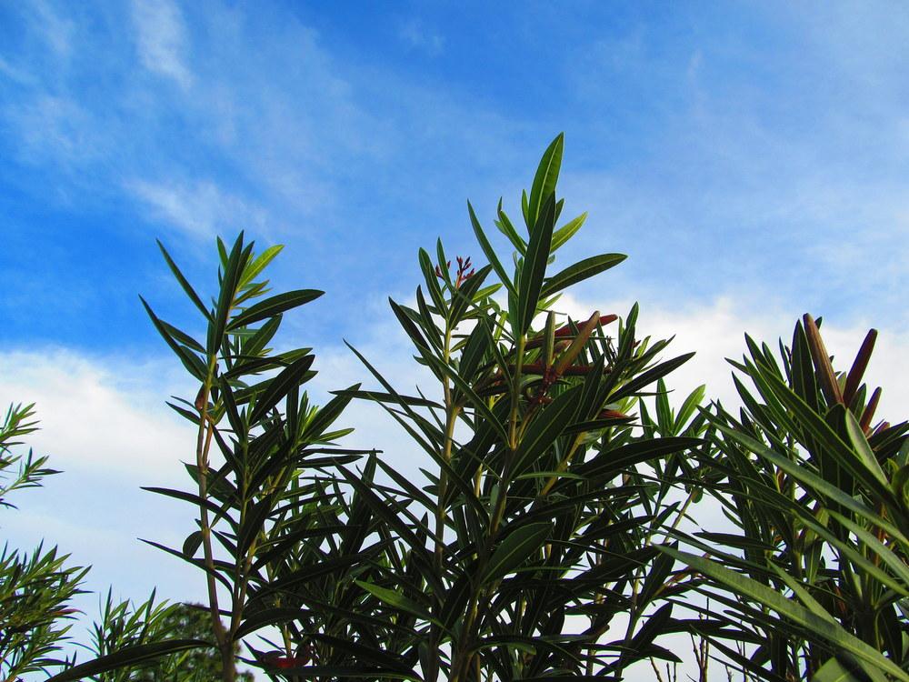 Photo of Oleanders (Nerium oleander) uploaded by jmorth