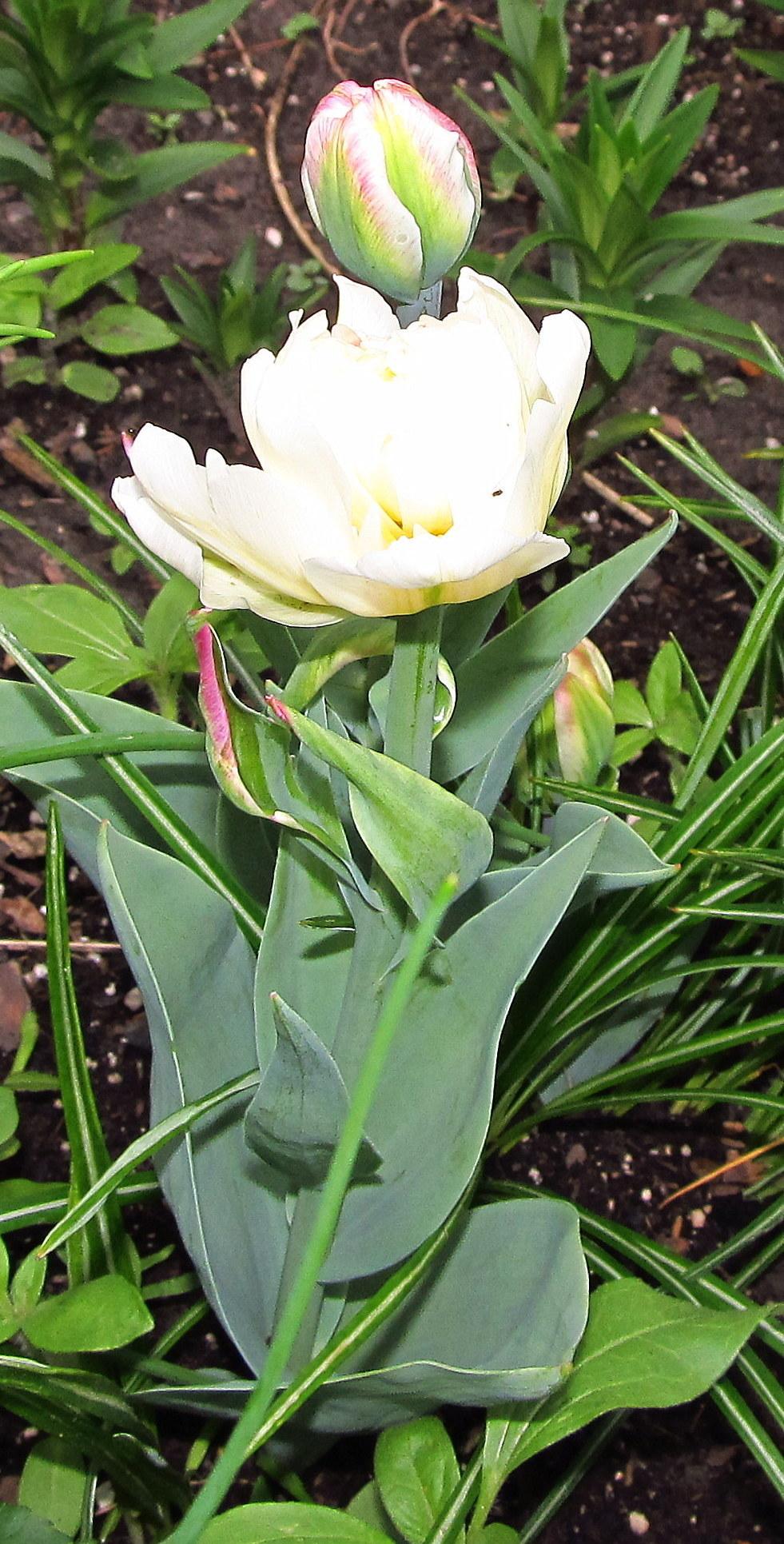 Photo of Double Late Tulip (Tulipa 'Ice Cream') uploaded by jmorth