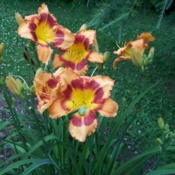 These little frogs just love daylilies