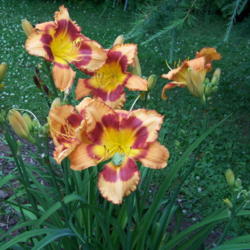 Location: Wisconsin zone 5a
Date: 2015-11-30
These little frogs just love daylilies