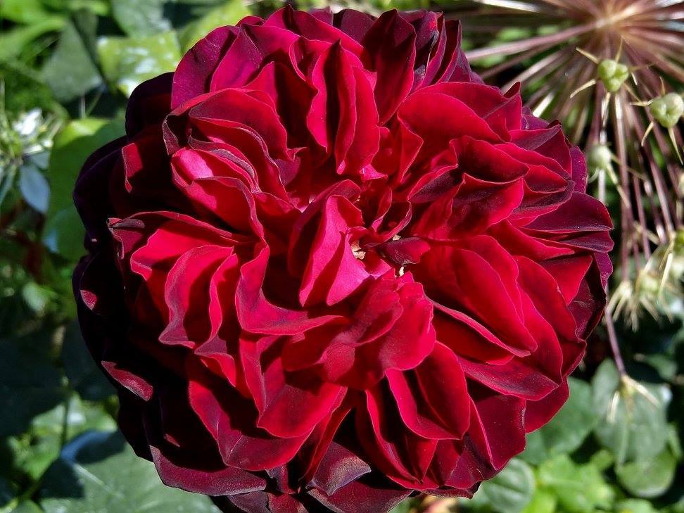 Photo of Rose (Rosa 'Black Caviar') uploaded by Orsola