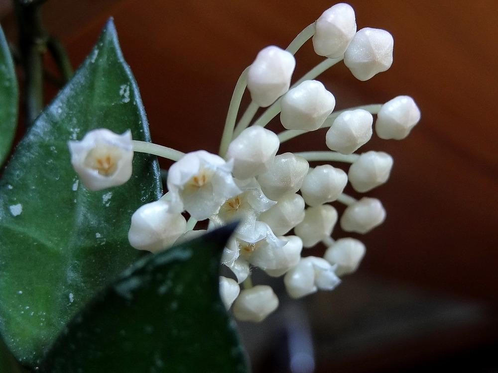 Photo of Wax Plant (Hoya 'Rebecca') uploaded by Orsola