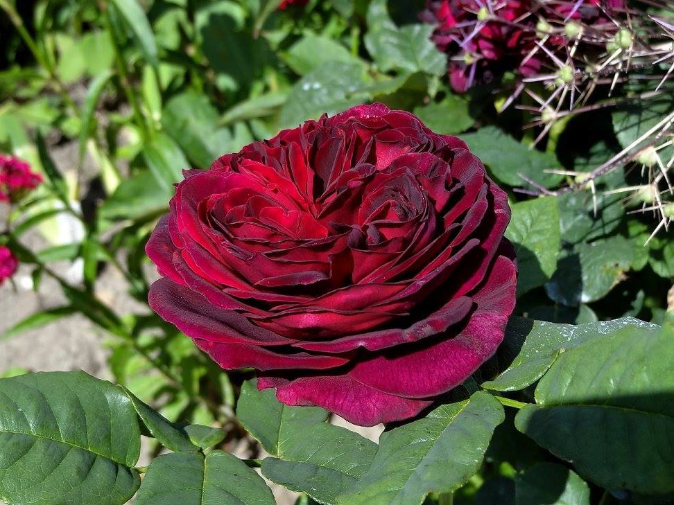 Photo of Rose (Rosa 'Black Caviar') uploaded by Orsola