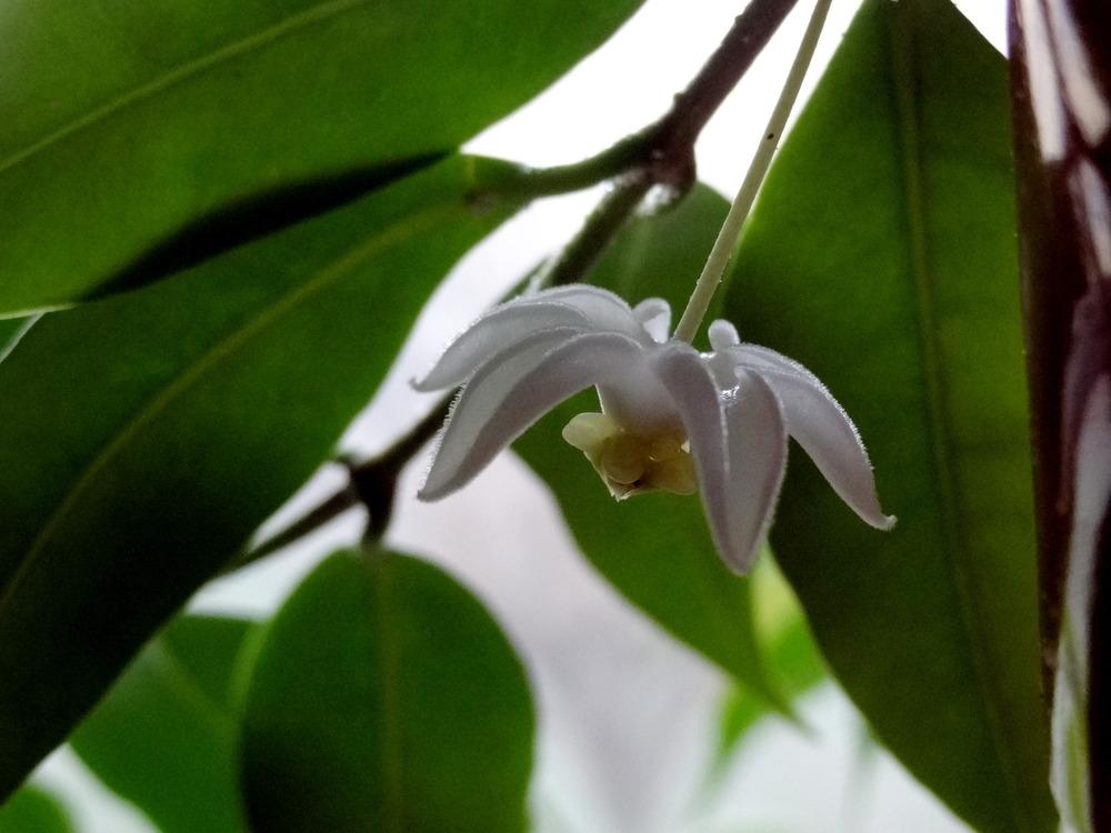 Photo of Wax Plant (Hoya odorata) uploaded by Orsola