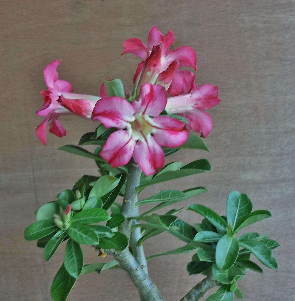 Photo of Desert Rose (Adenium obesum) uploaded by Rainbow